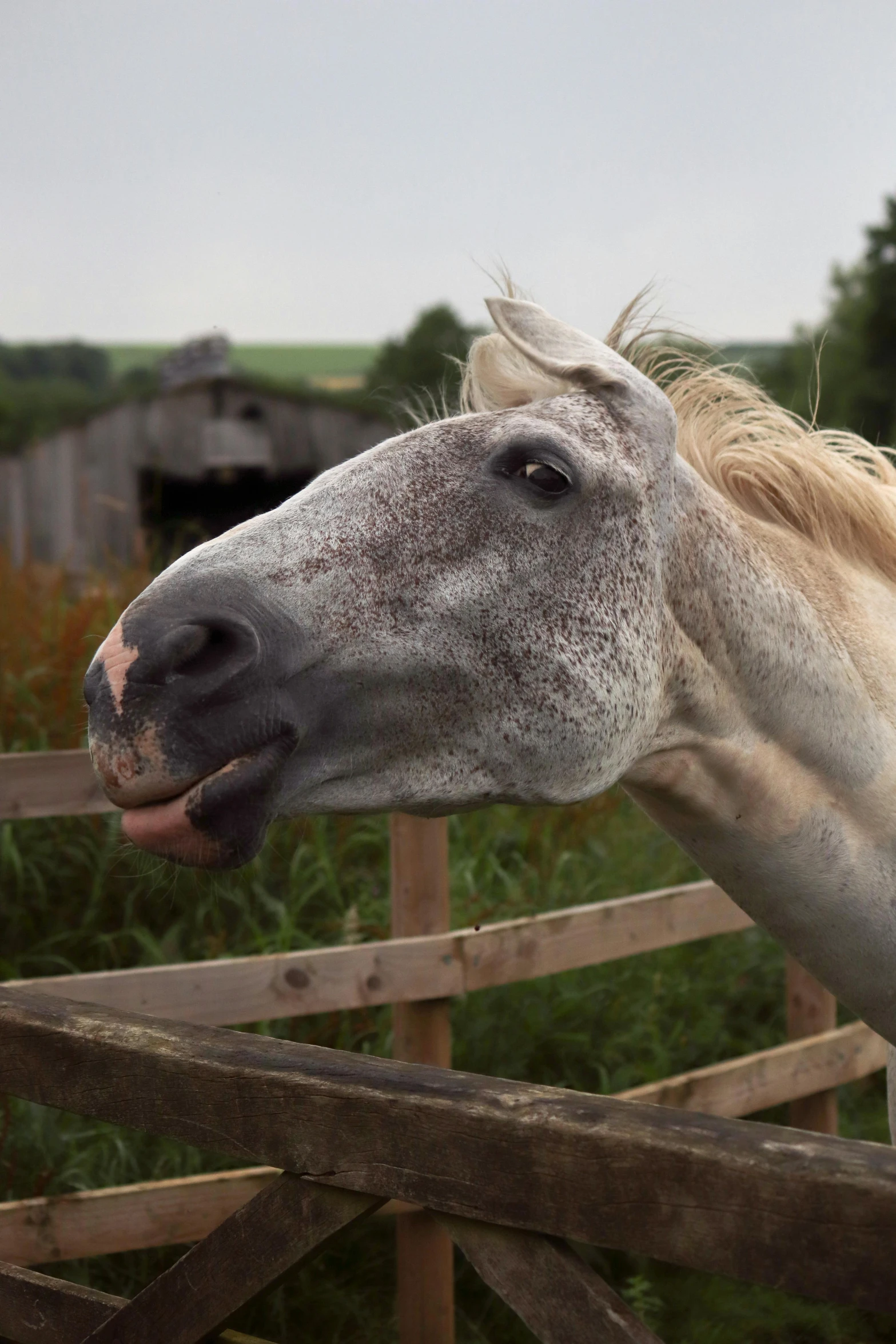 an image of a horse sticking its tongue out