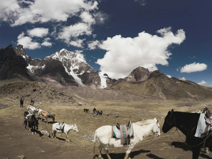 people ride their horses on the mountain trail