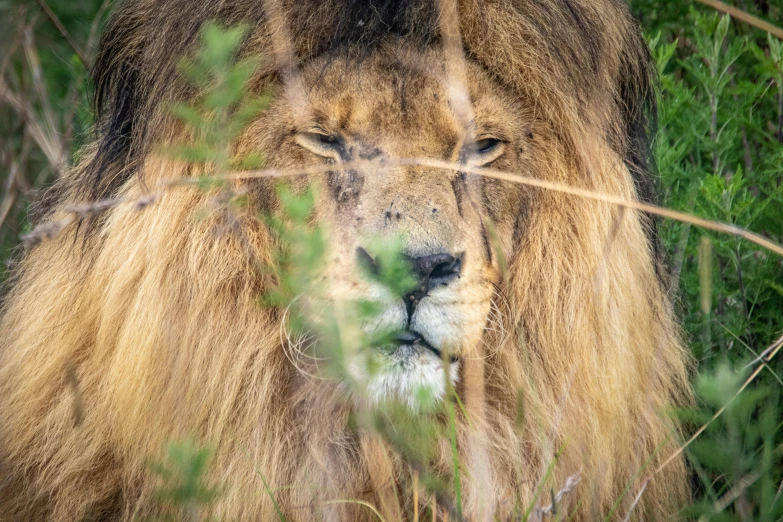 lion walking in a field with trees and plants