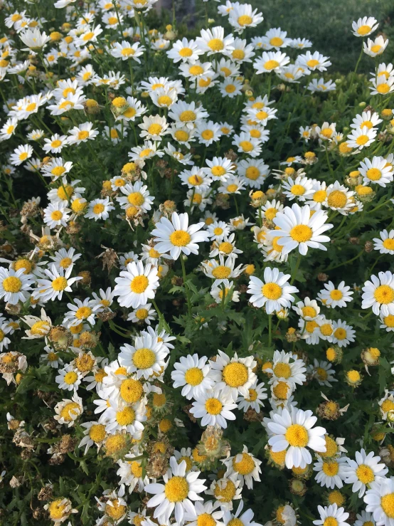 white and yellow flowers in the middle of a field