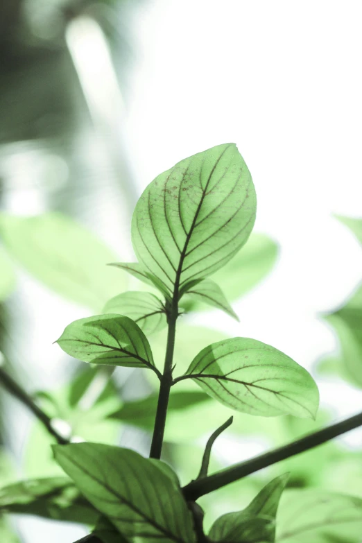 a small leafy plant with bright green leaves