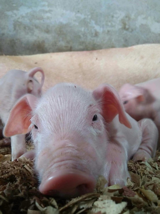 two small pig laying down in a group