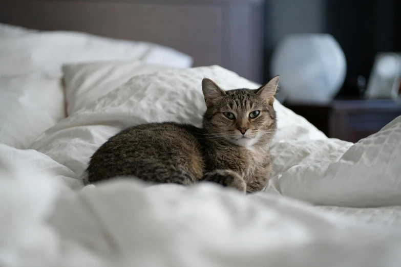 a cat that is sitting down on a bed