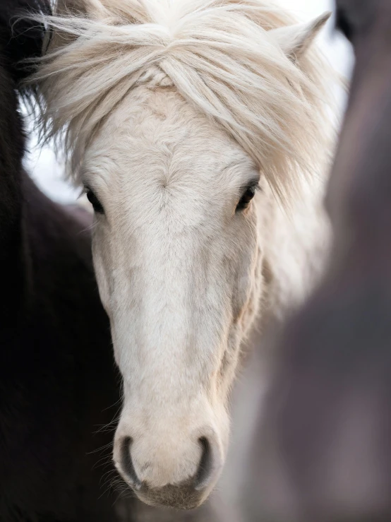 a white horse with a hair style with black mane