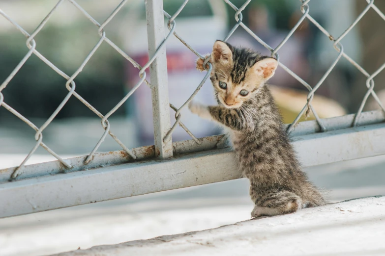 a kitten reaching up against a chain link fence