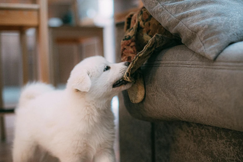 a white puppy chewing on a brown pillow