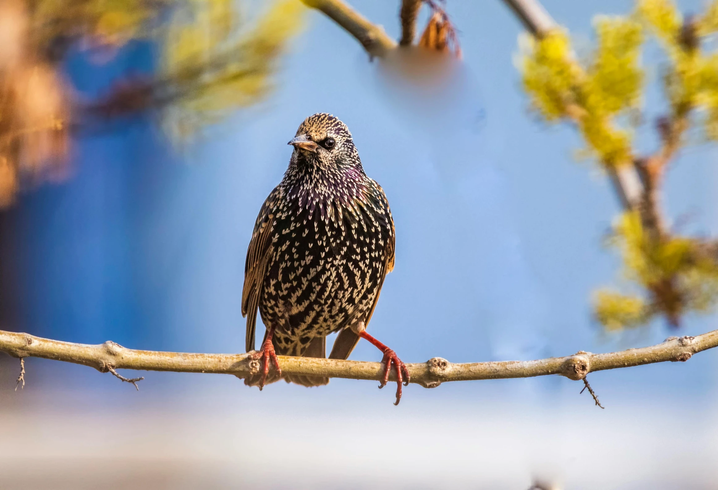 a large bird perched on the nch of a tree