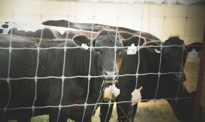 three cows are behind the wire fence in the pasture