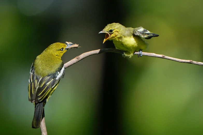 two birds standing on a nch with their mouths open