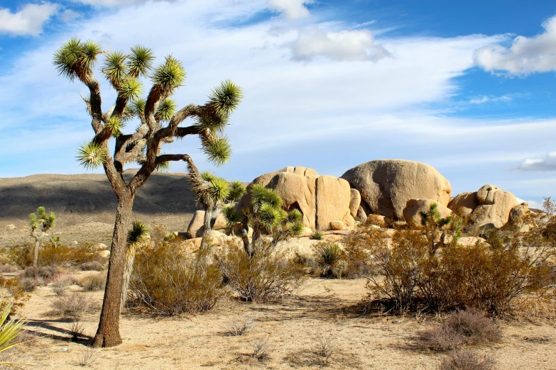 a joshua tree in the middle of a desert with two rocks in the background