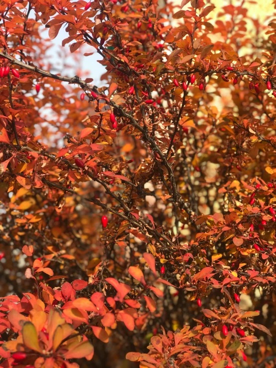 the fall foliage has red leaves and is very colorful