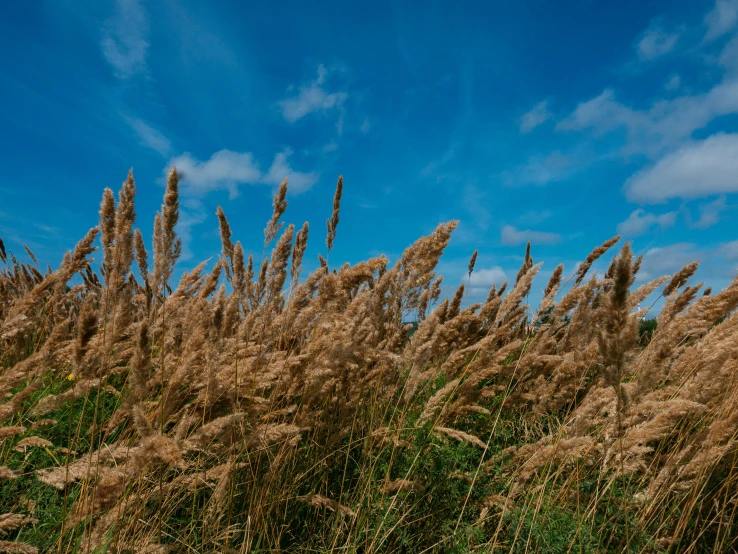 a field with tall, thin grass blowing in the wind