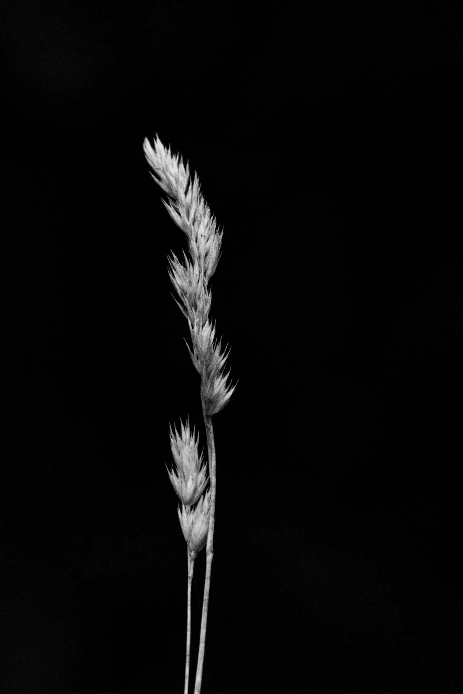 a close up of a flower stem in black and white