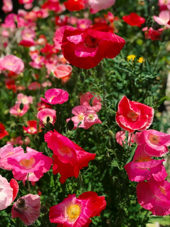 several pink and red flowers blooming in the midst of green foliage