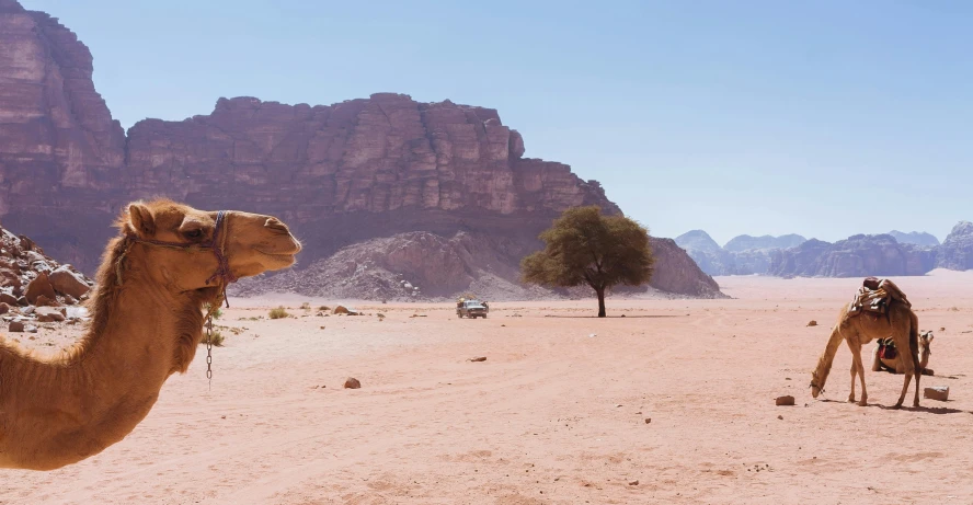 a group of people in the desert with two camels