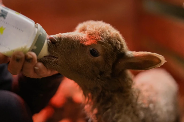 a person feeds a baby lamb milk from a bottle