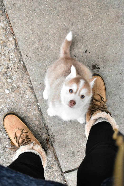 a person standing next to a white and brown cat