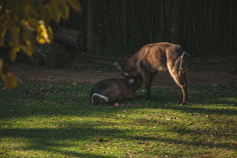 two animals that are sitting in the grass