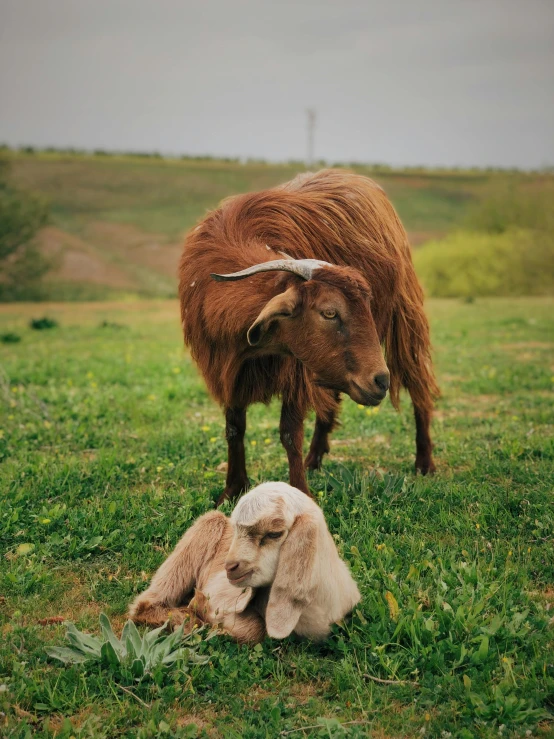 an adult yak stands over its youngster