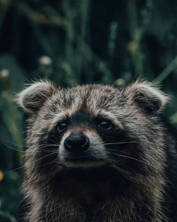 a rac staring into the camera while sitting in front of green leaves