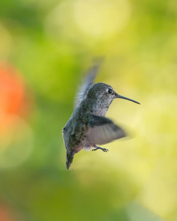 hummingbird flying in air with its beak open