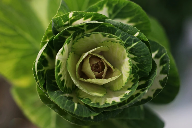 a green plant is pictured from the top down