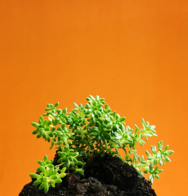 small green leaves are growing on a black rock