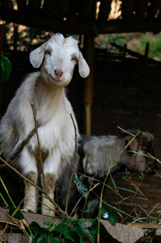 a baby sheep standing up behind another