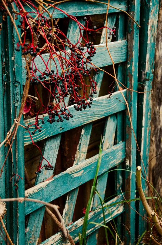 an old, ed wooden door with vines growing out of it