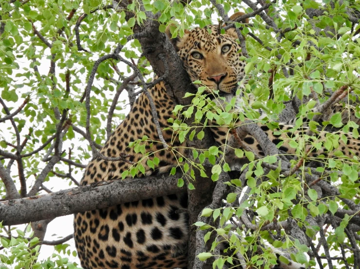 a leopard that is laying down in a tree