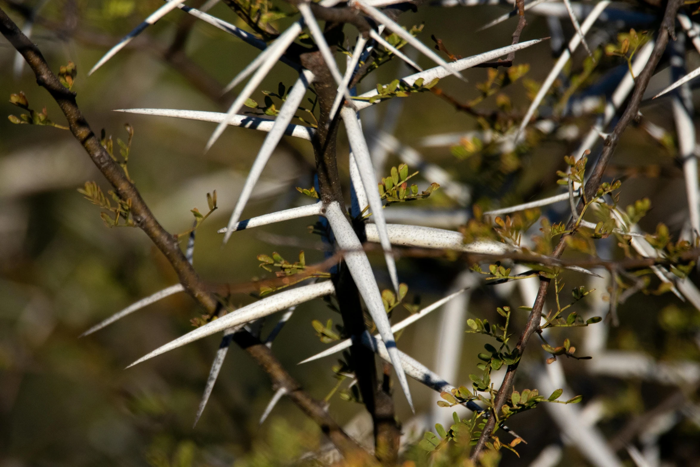 a closeup view of a tree nch with very thin needles