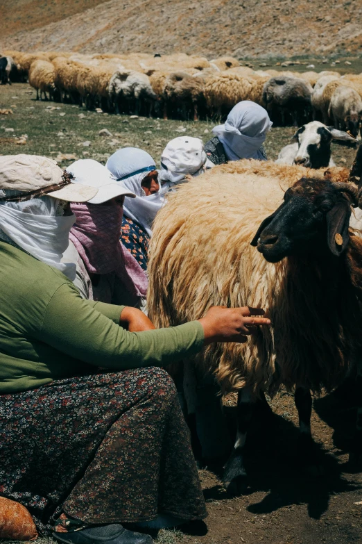 a woman is petting a sheep near many other sheep