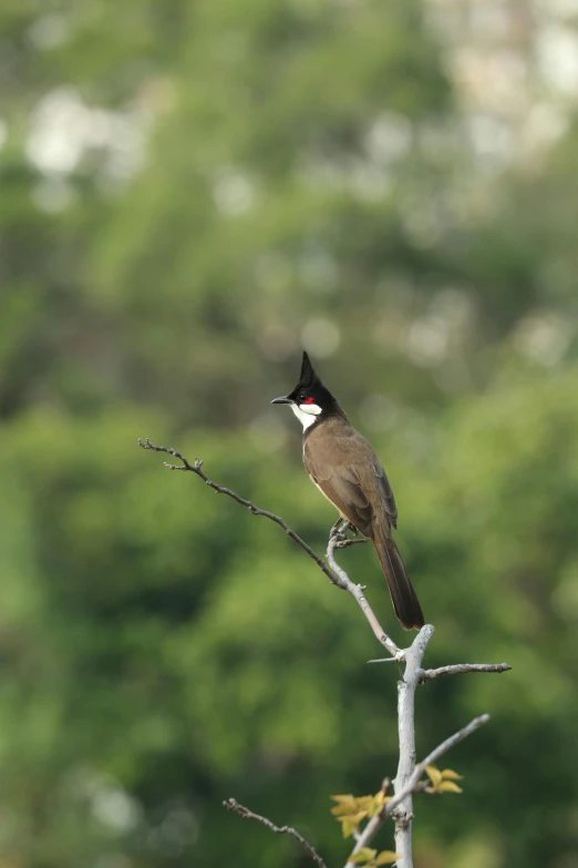 a bird that is sitting on a tree limb