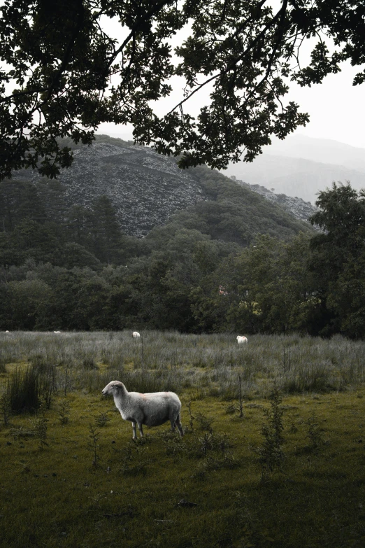 a group of sheep grazing in a pasture