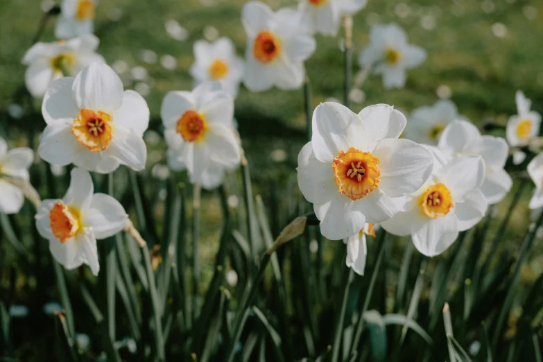 a group of white flowers with yellow centers