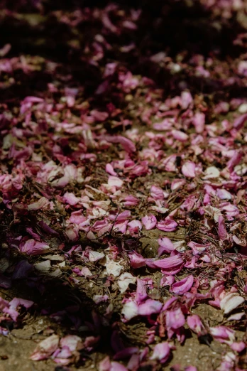 several shredded pink petals lying on a road
