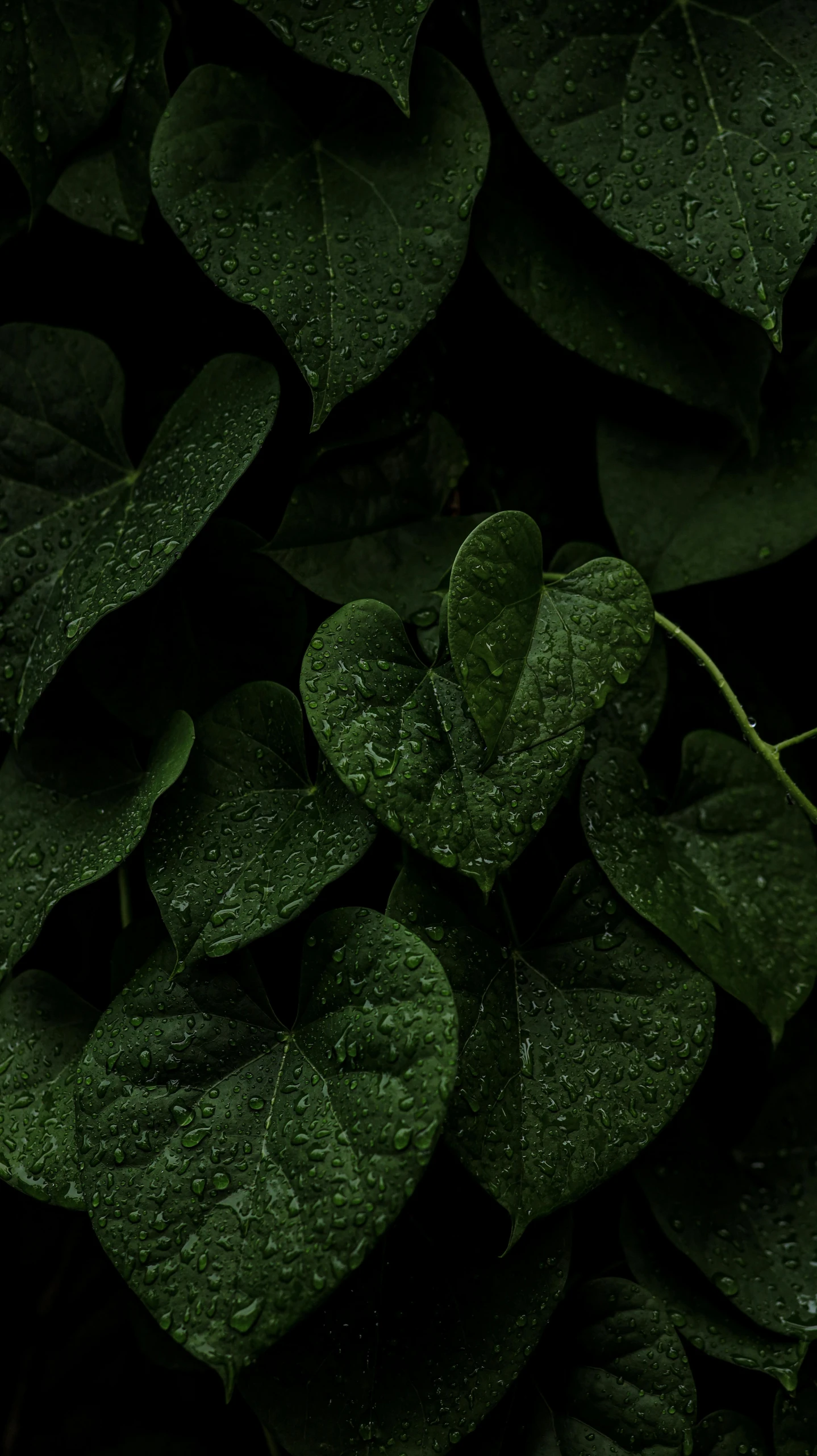 green plants with drops of dew, and leaves with droplets