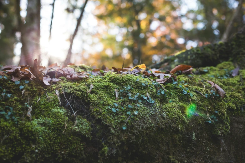 a moss covered log covered in leaves and dirt