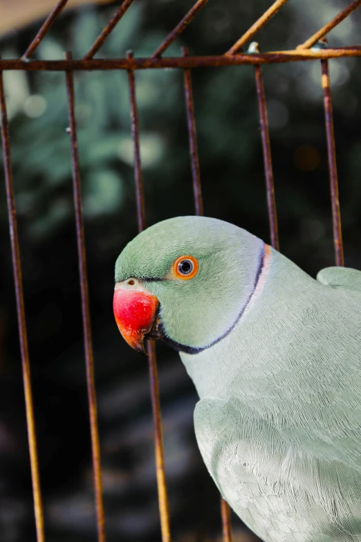 a green bird with red eyes sitting inside a cage