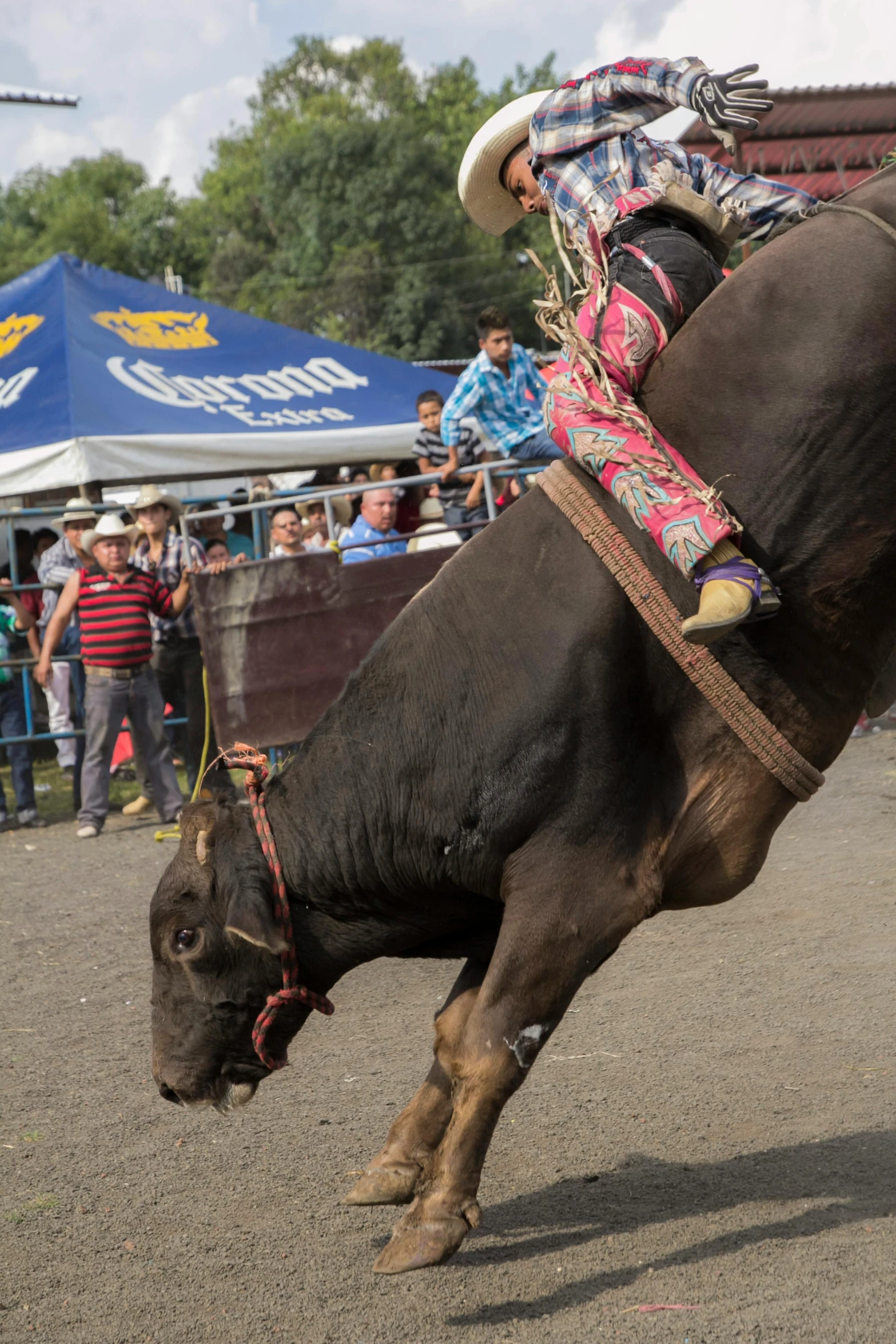 an animal performs a stunt in front of people