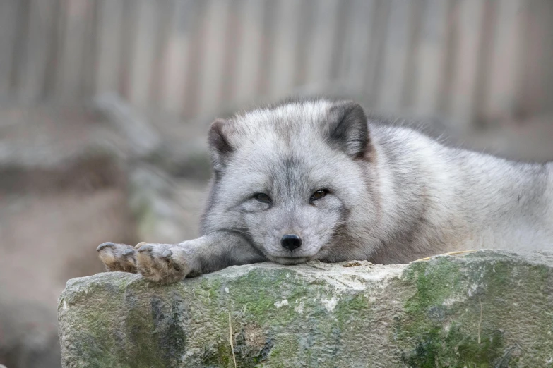 an animal laying on top of a rock