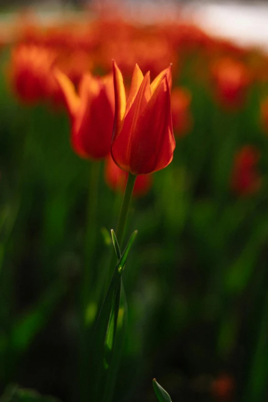 a field filled with red flowers covered in grass