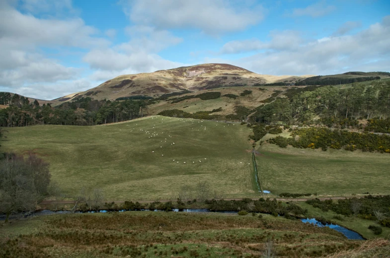 some animals are in a grassy field in front of a mountain