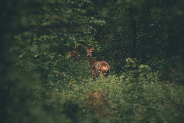 a deer standing in the middle of a forest