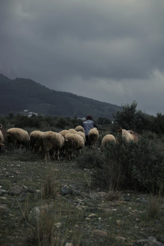 a man herding some sheep in a field