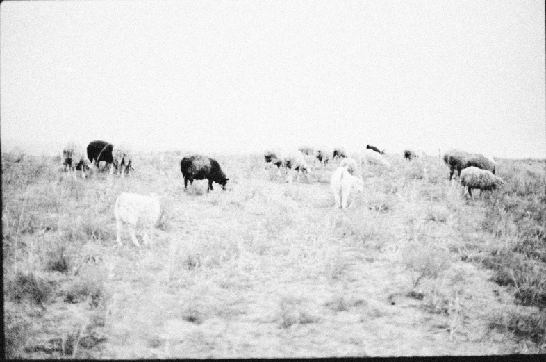 an image of a herd of sheep grazing on grass