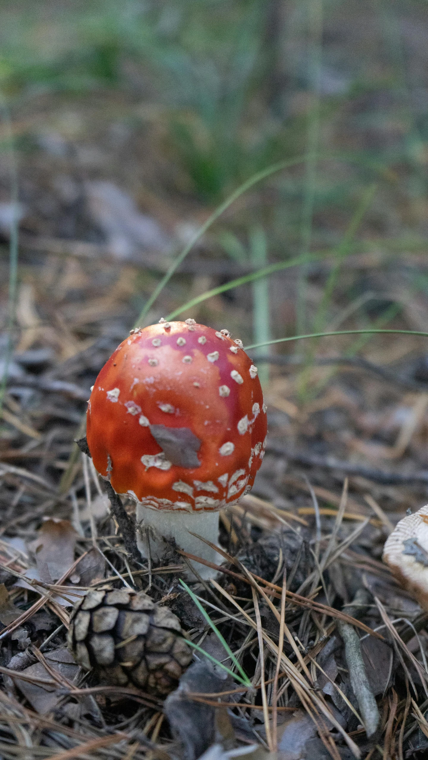 a small orange mushroom that is growing on the ground