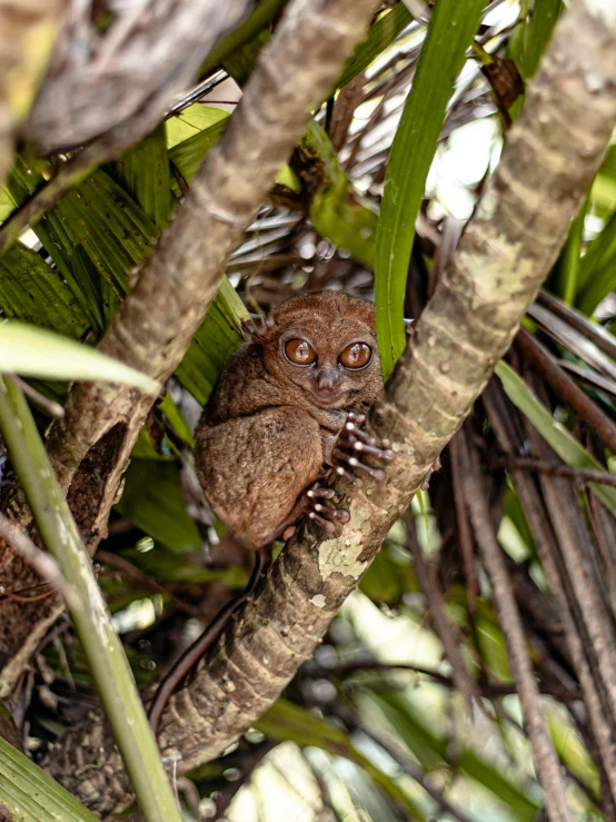 the small bird is sitting in the middle of a tree