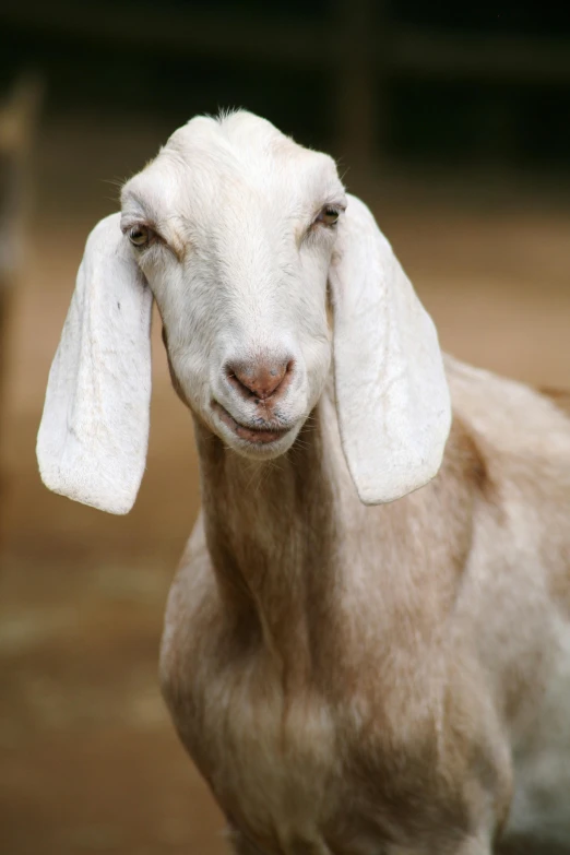 a white goat with a sad look on its face