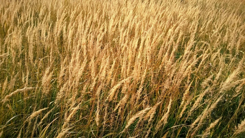 a grassy field with some tall dry brown grass